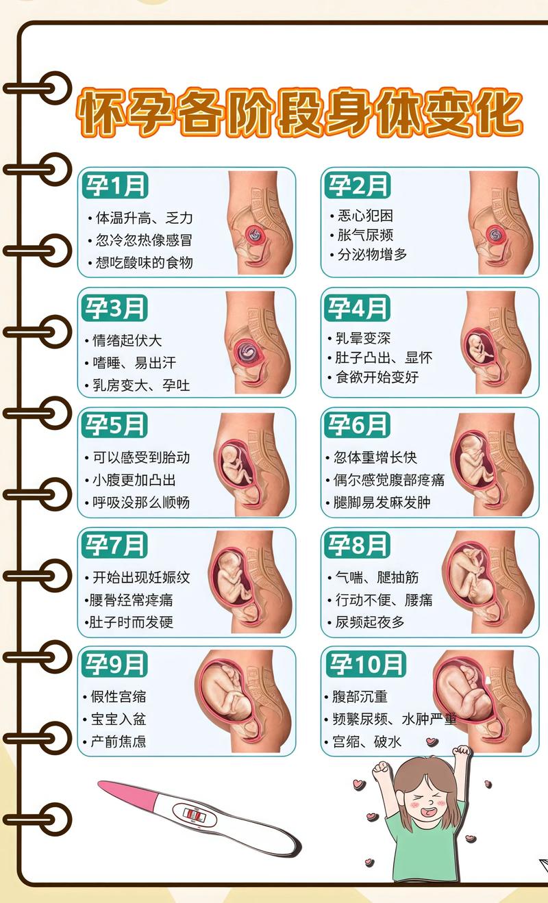 揭秘供卵代孕妈妈怀孕小腹分两节，孕期变化的奥秘齐齐哈尔代生机构: